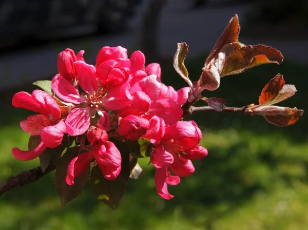 Krabba Äppelträd Med Rosa Blommor Våren — Stockfoto