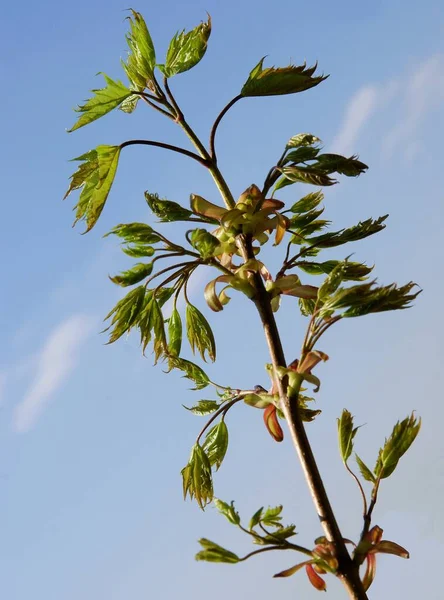 Maple Tree Growing Fresh Foliage Spring — Stock Photo, Image