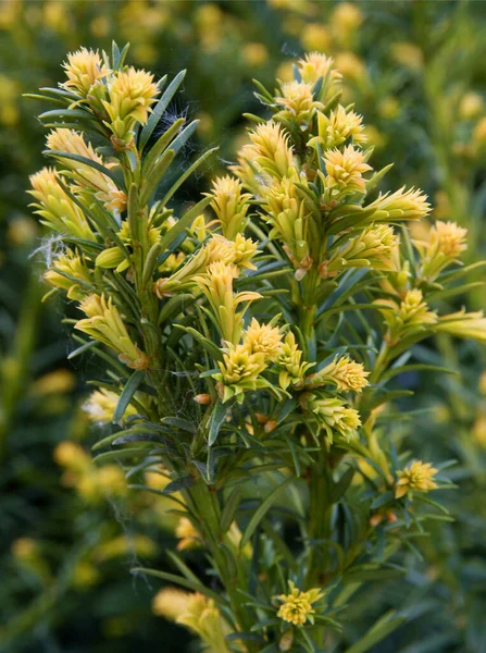 Yew Tree Growing Needles Blossoming — Stock Photo, Image