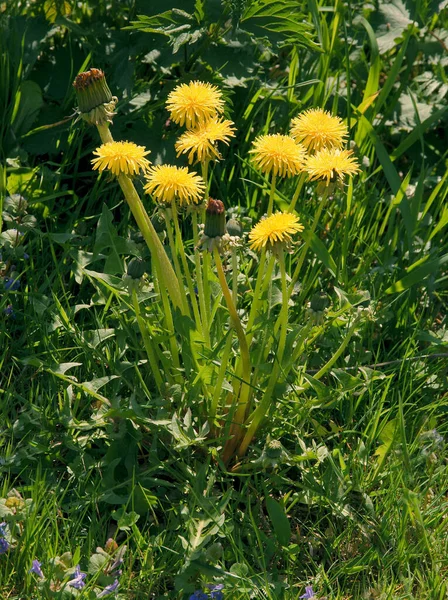 Sarı Karahindiba Çiçekleri Çayır Üzerindeki Yabani Bitkiler — Stok fotoğraf