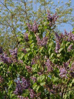 İlkbaharda açan leylak çalısı