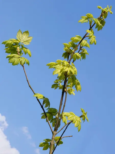 Árbol Arce Con Follaje Fresco Primavera —  Fotos de Stock