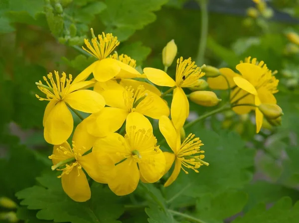 Yellow Flowers Celandine Herb Close — Stock Photo, Image