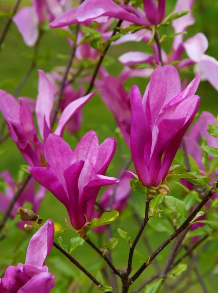 Magnolia Árbol Con Bonitas Flores Cerca —  Fotos de Stock