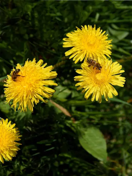 Gula Blommor Maskrosor Ängen Våren — Stockfoto