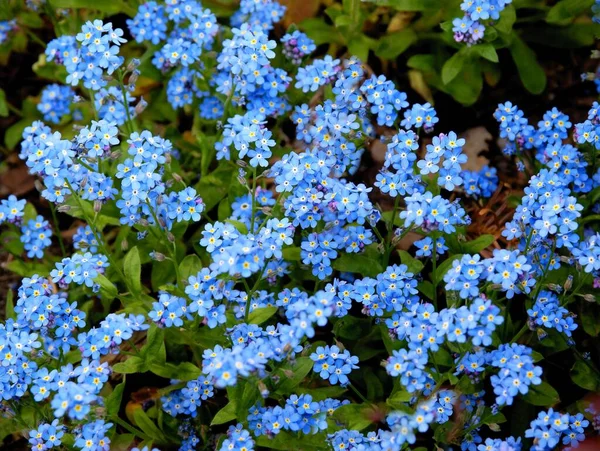 Blue Flowers Forget Plants Close — Stock Photo, Image