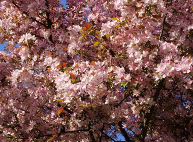 İlkbaharda elma ağacının güzel pembe çiçekleri