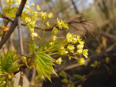 Baharda yeşil yapraklı ve çiçekli akçaağaç