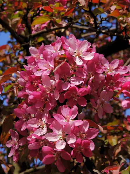 Piękne Różowe Kwiaty Jabłoni Kraba Wiosną — Zdjęcie stockowe