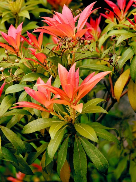 Las Hojas Rojas Verdes Zarza Pieris Japonica Cierran —  Fotos de Stock