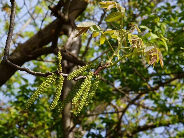 Walnotenboom Met Bloemen Verse Bladeren Het Voorjaar — Stockfoto