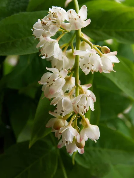 Klaster Białe Kwiaty Stanphylea Pinnata Ozdobny Krzew Wiosną — Zdjęcie stockowe