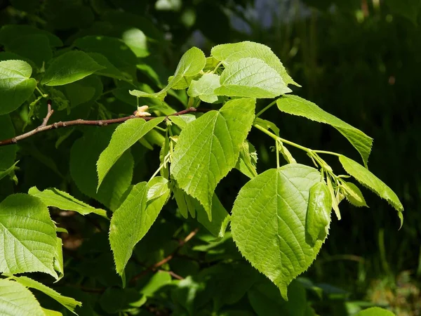 Hojas Frescas Crecientes Tilo Primavera — Foto de Stock