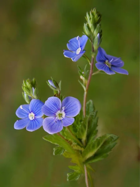 Szép Kis Kék Virágok Veronica Chamaedrys Vad Növény — Stock Fotó