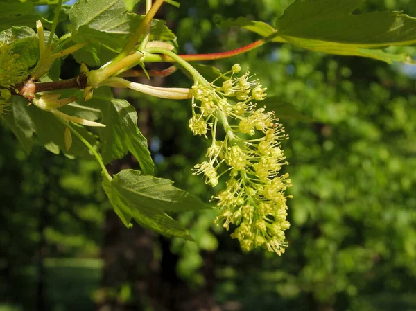 Sycamore Esdoorn Boom Met Clusters Van Bloemen Het Voorjaar — Stockfoto