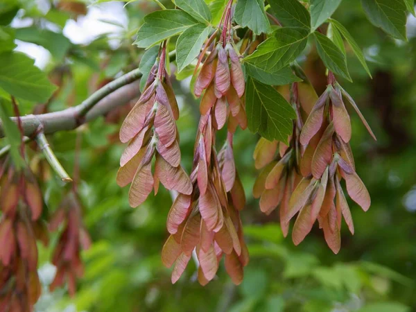 Acer Negundo Boîte Aîné Arbre Avec Des Graines Ailées Fermer — Photo