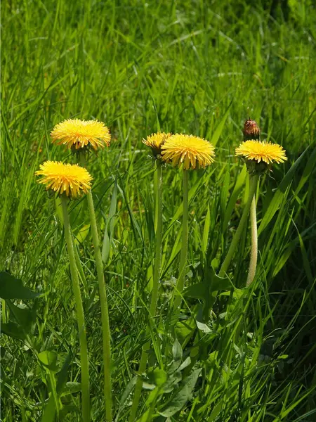 Gele Bloemen Van Paardebloem Weide Het Voorjaar — Stockfoto