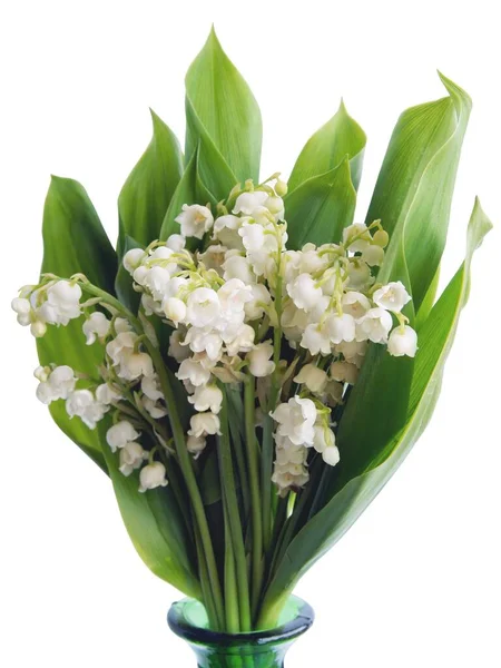 Posy Voňavých Květin Convallaria Maialis Rostlina Zblízka — Stock fotografie