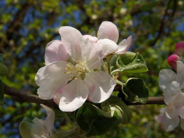 İlkbaharda elma ağacının beyaz ve pembe çiçekleri