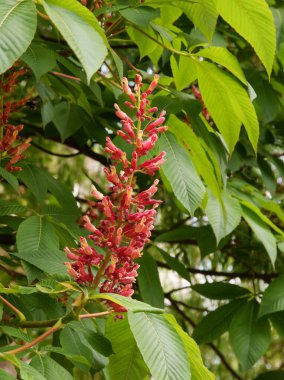 Baharda at kestane ağacının pembe çiçekleri