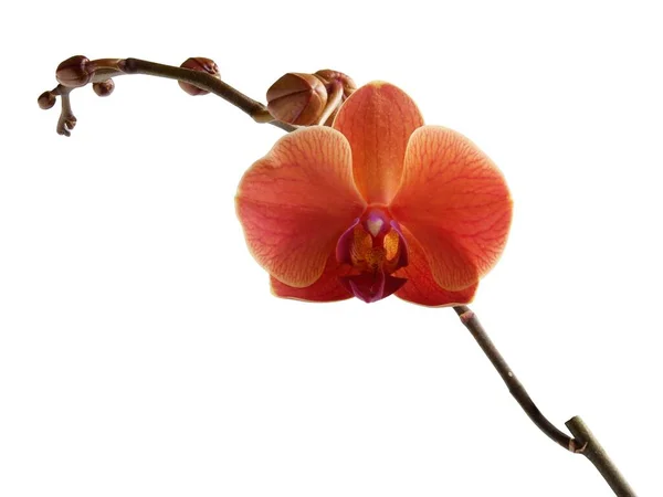 Flor Marrón Orquídea Phalaenopsis Cerca — Foto de Stock