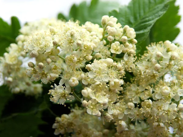 Białe Kwiaty Kwitnącego Drzewa Sorbusowego Torminalis Wiosną — Zdjęcie stockowe
