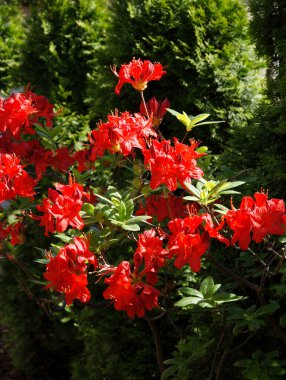 İlkbaharda çalı kırmızı çiçekleri