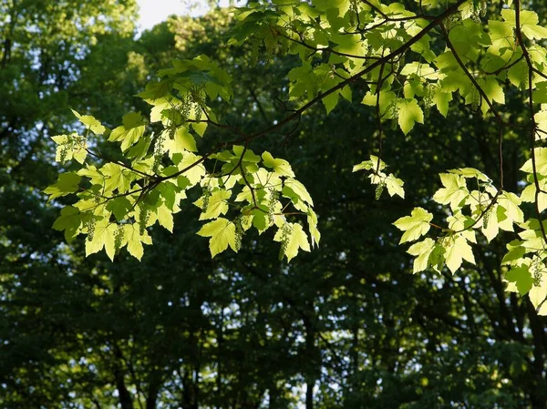 Sycamore Lönn Träd Blom Våren — Stockfoto