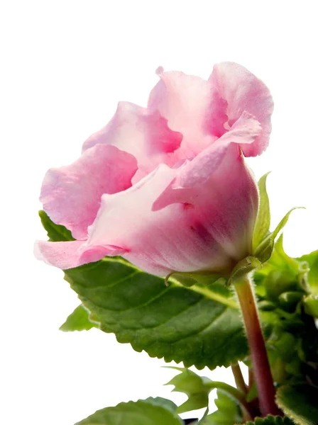 Sinningia Spesoza Saksı Bitkisinin Pembe Çiçeği — Stok fotoğraf