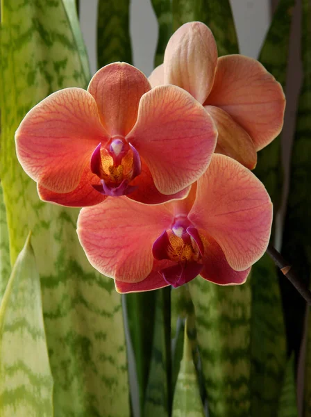 Flores Marrons Orquídea Phalaenopsis Perto — Fotografia de Stock
