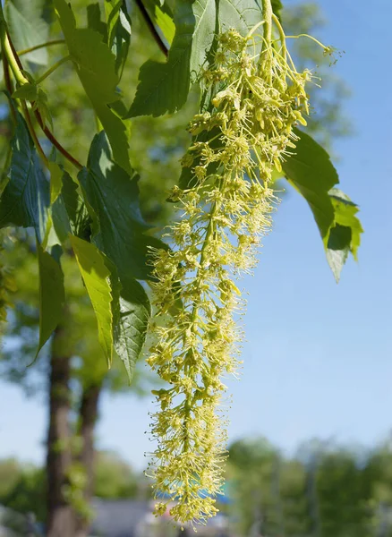 Lkbaharda Çiçek Açan Sycamore Akçaağacı — Stok fotoğraf