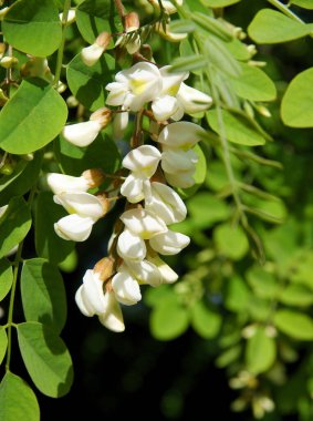 Baharda beyaz çiçekli akasya ağacı