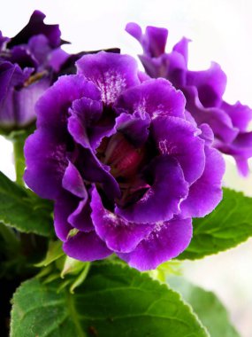 Sinningia Specosa saksı bitkisinin güzel Lila çiçekleri