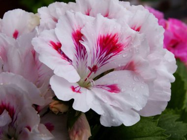 Sardunya saksı bitkisinin güzel pembe çiçekleri.