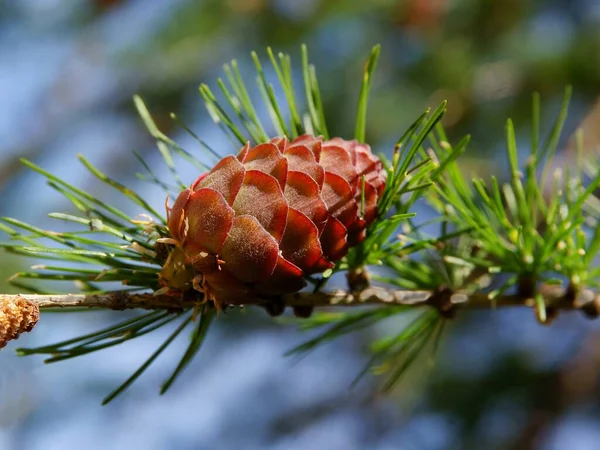 Cône Frais Larix Printemps Gros Plan — Photo