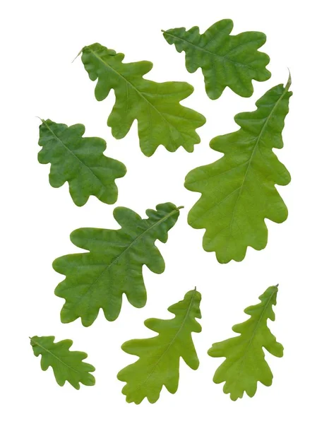 Eikenboom Met Groene Bladeren Van Dichtbij Geïsoleerd — Stockfoto