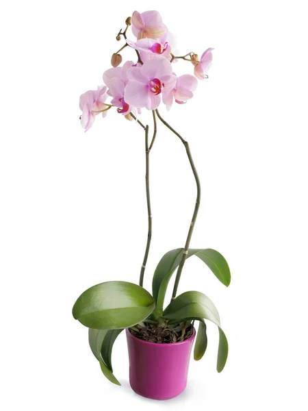 Roze Bloemen Van Orchidee Phalaenopsis Van Dichtbij Geïsoleerd — Stockfoto