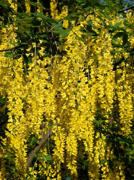 Árbol Laburnum Común Con Bonitas Flores Amarillas Primavera —  Fotos de Stock