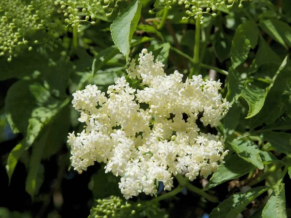 Белые Душистые Цветки Бузины Весной — стоковое фото