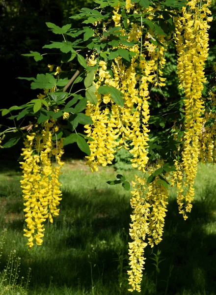 Желтые Цветки Дерева Коммон Лабум Аль Весной — стоковое фото