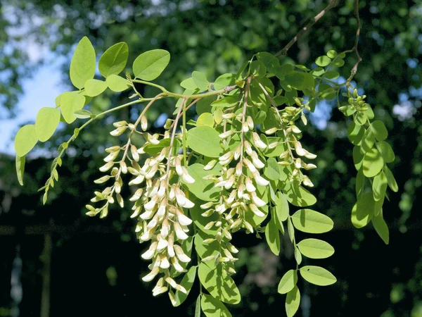 Acacia Con Fiori Bianchi Primavera — Foto Stock