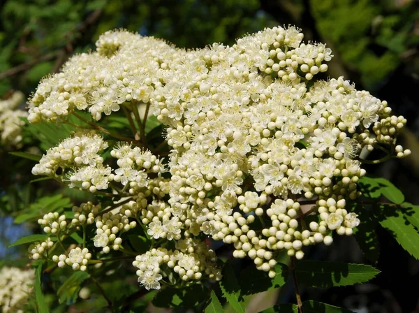 Кластер Маленьких Белых Цветов Sorbus Aucuparia Дерево Крупным Планом — стоковое фото