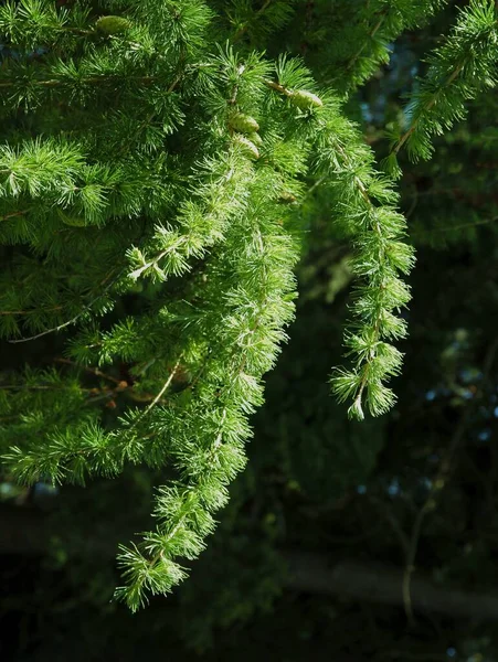 Twigs Larch Tree Green Needles Close — Stock Photo, Image