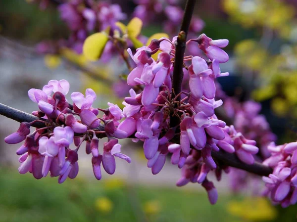 Cersis Siliquastrum Jugo Árbol Con Flores Lila Primavera — Foto de Stock