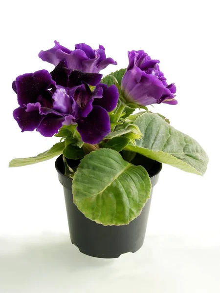 Jolies Fleurs Lila Sinningia Speciosa Plante Pot Image En Vente