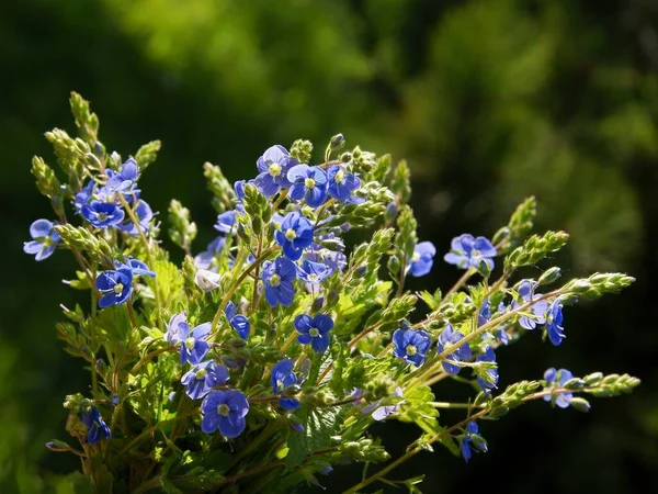 Blue Flowers Veronica Chamaedrys Wild Plant Close — Stock Photo, Image