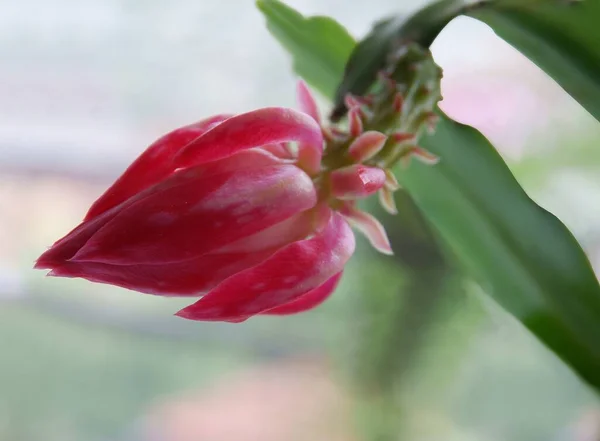 Fiore Rosa Bocciolo Pianta Vaso Succulenta Fiore — Foto Stock