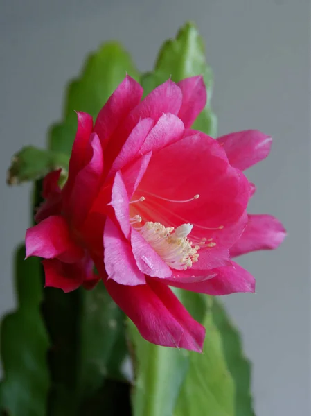 Ładny Fioletowy Kwiat Epifillum Soczysty Roślin — Zdjęcie stockowe
