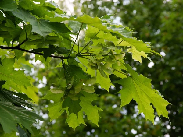 Árbol Arce Con Follaje Verde Semillas Aladas Crecimiento —  Fotos de Stock