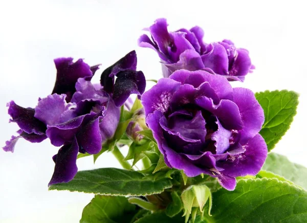 Szép Lila Virágok Sinningia Speciosa Cserepes Növény — Stock Fotó